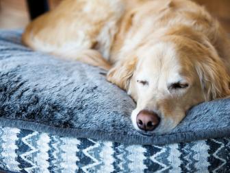 Young male Golden Retriever sleeping on his dog bed