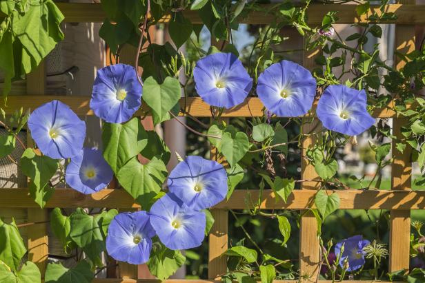 Best Blue Annual Flowers for Your Garden HGTV