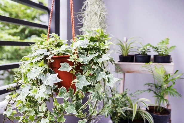 Best Low Light Indoor Plants for Home or Office | HGTV