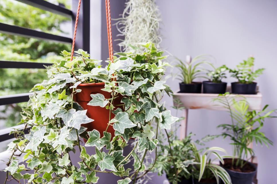 house plants for morning sun