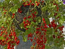 Tomato Plant in Hanging Basket