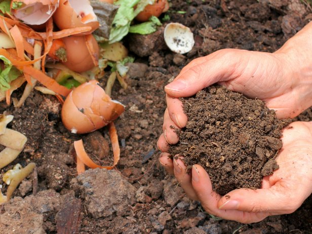 Does this trick work? Yes. With garden-planted tomatoes, start burying compostable materials in the tomato patch four to six weeks before planting. Focus on kitchen waste, including egg shells, coffee grinds and produce parts. The first time you bury items, dig a deep hole—two shovel blades deep. With subsequent burials, dig more shallowly. The composting process breaks down these items to enrich soil. This technique works best in raised beds where soil has warmed.