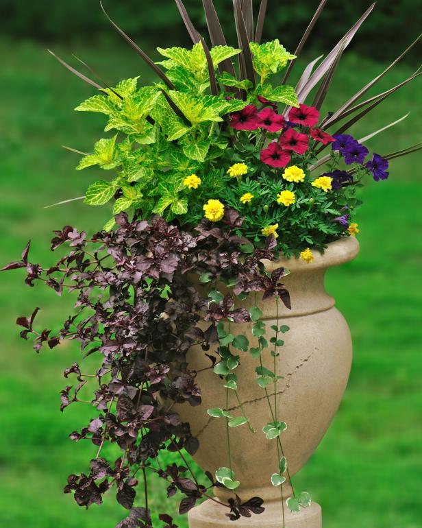 Best Thriller Plants For Containers, Best Greenery For Outdoor Pots