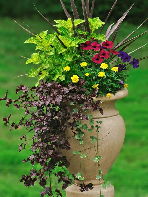 Best Thriller Plants For Containers, Best Plants For Container Gardening