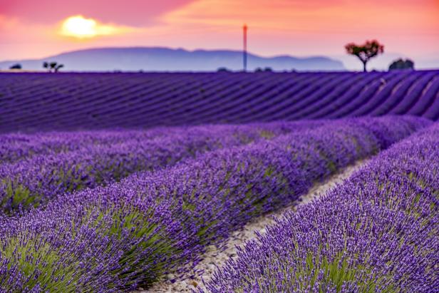 10 Tips for Growing Lavender | HGTV