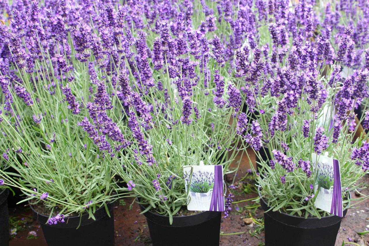 Spanish Lavender Plants