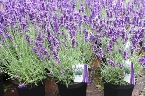 The Importance Of Using Culinary Lavender Vs Other Lavender