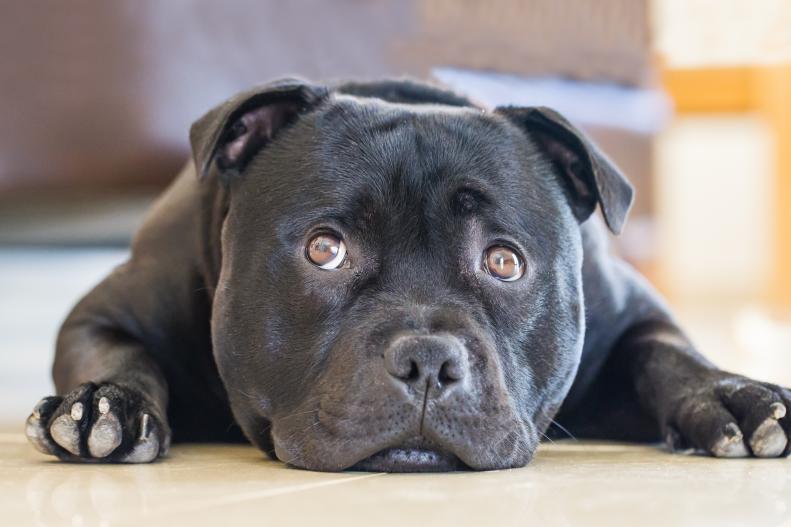 Cute black staffordshire bull terrier dog lying down flat on the floor indoors, his eyes are looking up to one side with a cute appealing, slightly sad expression. He is a bull breed.