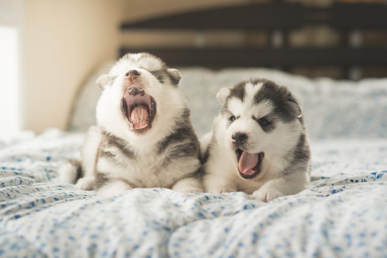 Cute two puppies siberian husky lying on a bed,vintage filter