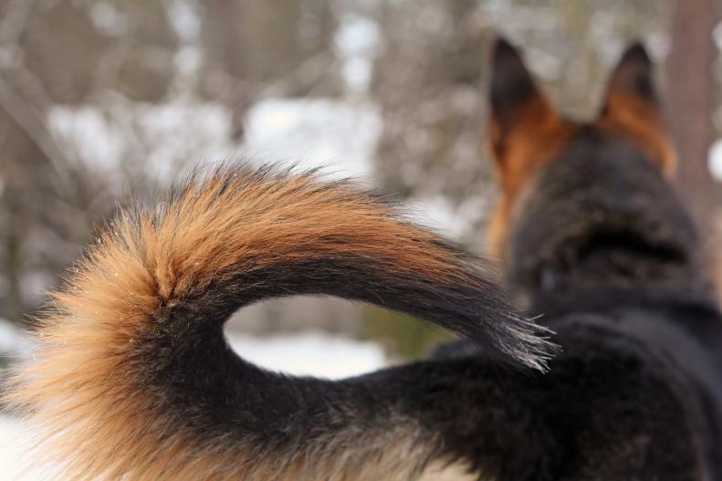 Focus on the tail of a German Shepherd female stopped in the snow to give her full attention to something in front of her.
