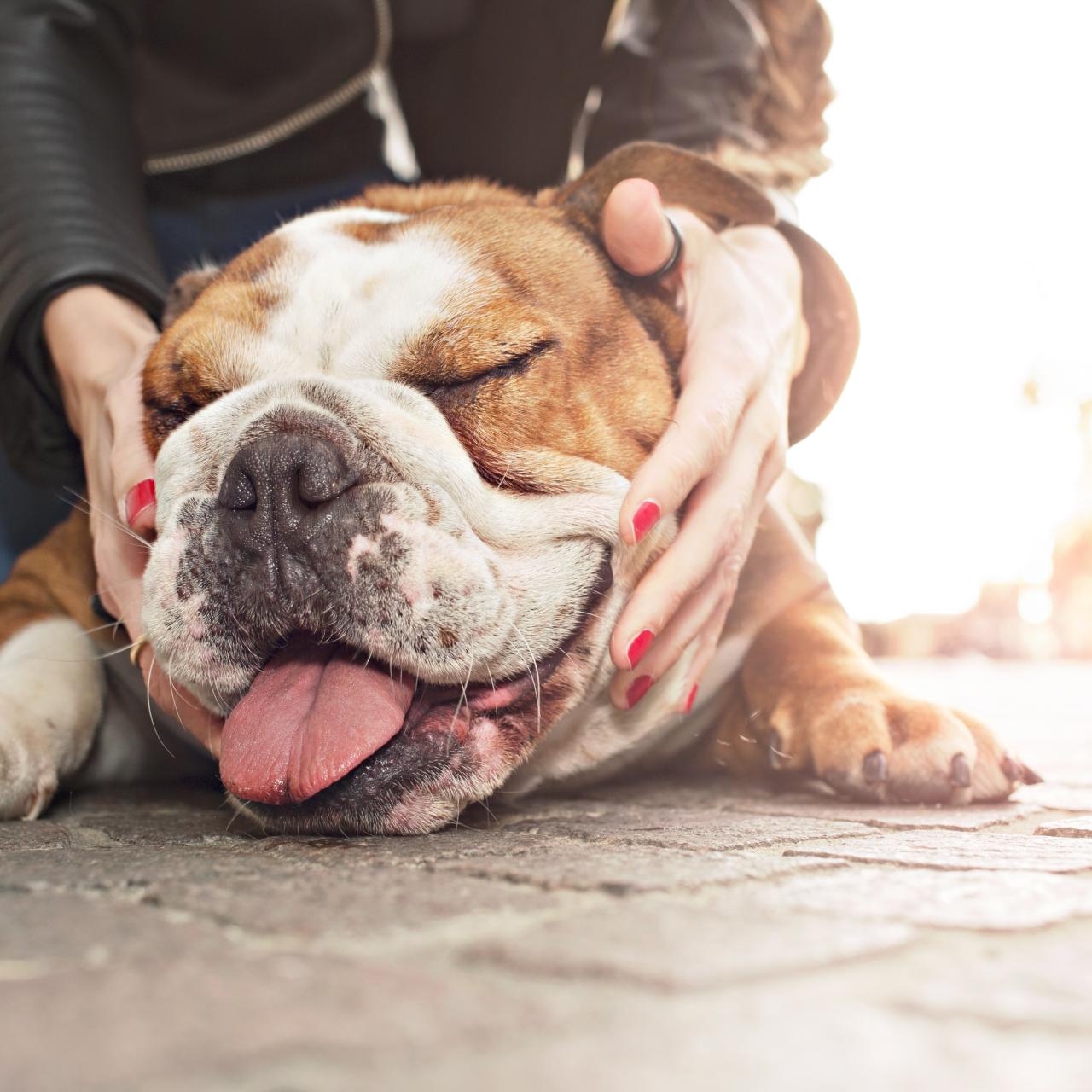 20 Healthiest Dog Breeds