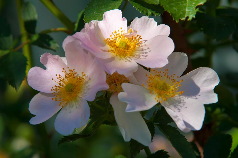 10 Plants That Attract Good Bugs | HGTV