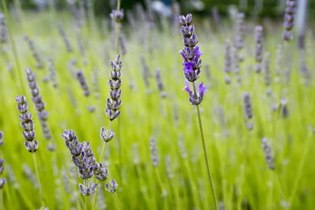 English lavender is often used as a culinary herb.