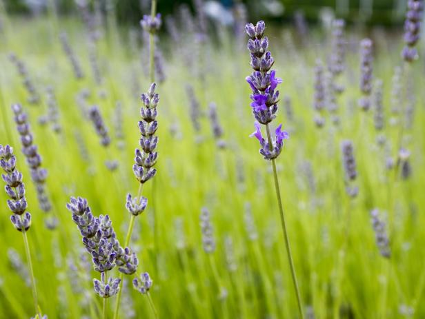 Culinary Lavender | HGTV