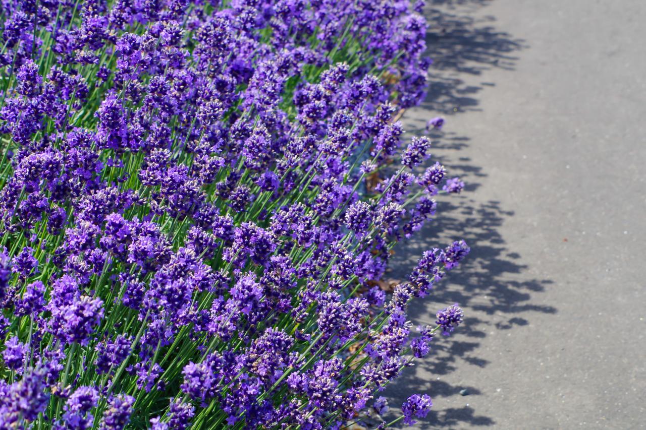 ‘Hidcote’ Lavender Flower of the Day HGTV