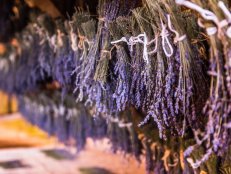 Lavender is bundled together and hung upside-down to dry.