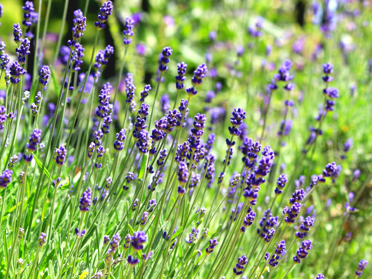 6 Tips for Growing Fragrant Lavender in Pots - Clean Green Simple