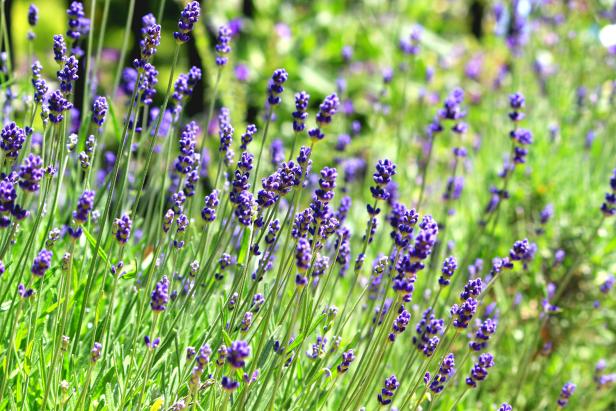English Lavender How To Grow And Use In Your Garden Hgtv