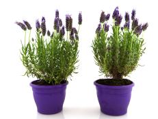 Prune carefully and you can grow a lavender tree or topiary in a container.