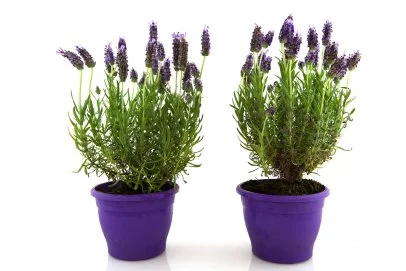 Lavender Trees HGTV