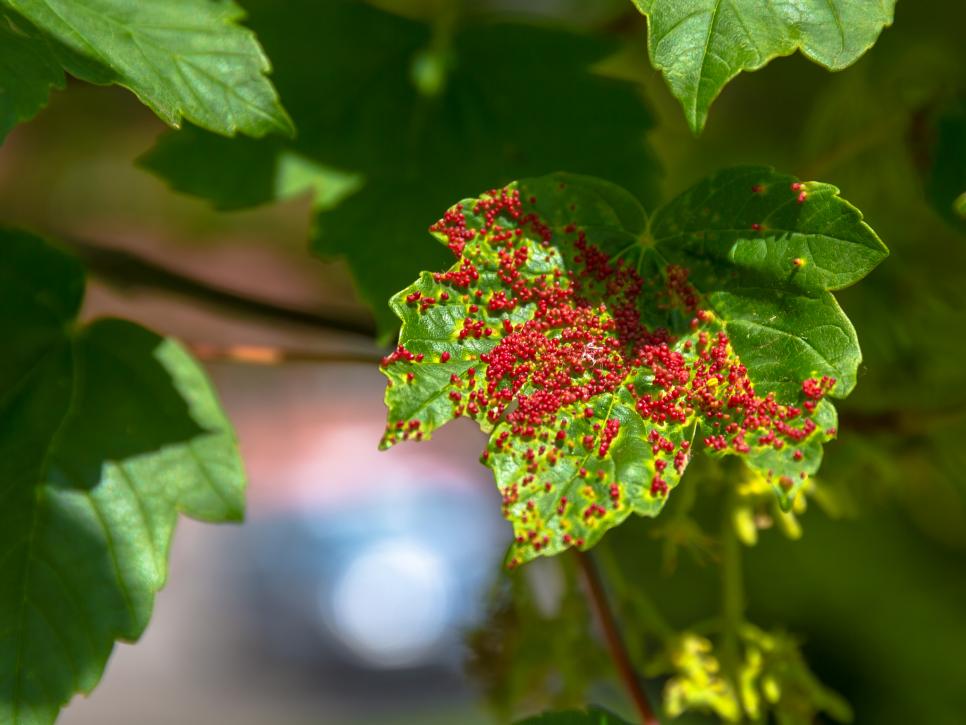 44 Common Garden Pests How To Keep Bugs From Eating Plants Hgtv