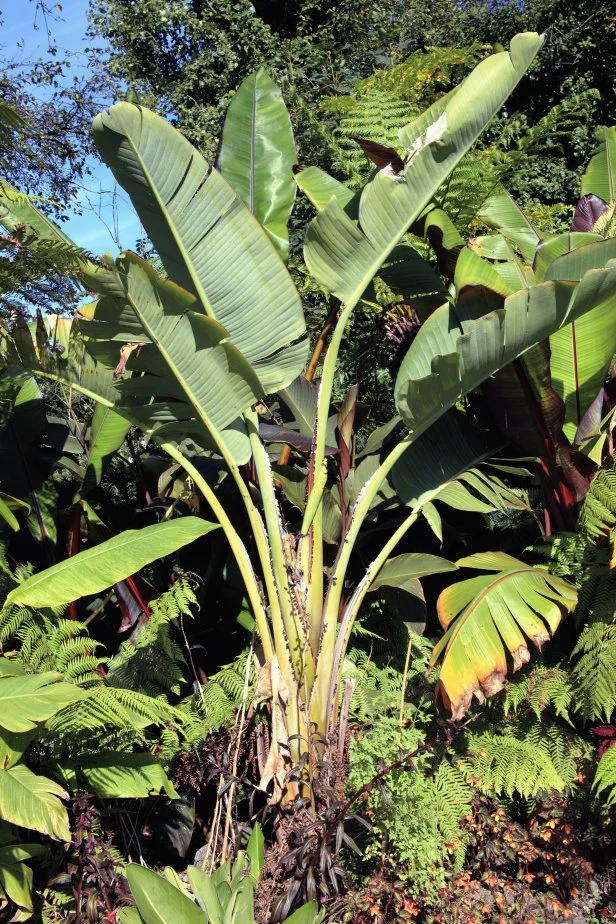Foolproof Winter-Hardy Tropical and Temperate Plants | HGTV