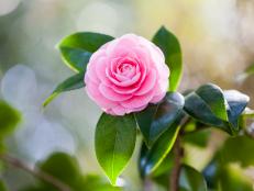The waxy rose-like blooms of camellia make outstanding color contributions to interior spaces during winter. Camellia blooms are notorious for poor vase life. Harvest flowers the moment they’re fully open. If you cut them sooner, they won’t fully open. When cutting entire woody stems, place in warm water overnight. Average vase life: 3 to 5 days.
