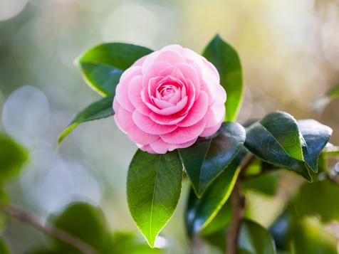 Favorite Camellia Varieties Plus Expert Planting and Growing Advice