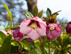 Lenten Rose (Helleborus hybrids)