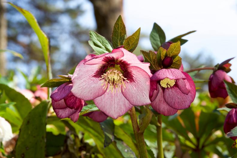Savor winter-fresh flowers indoors by growing lenten rose. Cut flowers when they’re fully open. If you wait until you can see seedpods starting to form, blooms will last even longer. Float blooms in water or cut stems for vases. Prep flowers for the vase by recutting stems inside, plunging into boiling water for 30 seconds, then placing into cool water for 6 hours. Average vase life: 5 to 7 days.