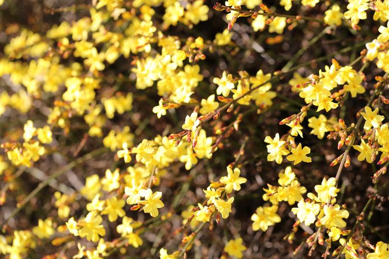 Bright yellow blossoms appear on green stems in mid- to late winter. Bring jasmine stems indoors to force at any point in winter. It takes about 14 to 21 days for buds to pop open. For best water uptake, first condition stems by plunging them into a bucket of deep, warm water for 4 to 6 hours. Average vase life: 3 to 5 days.