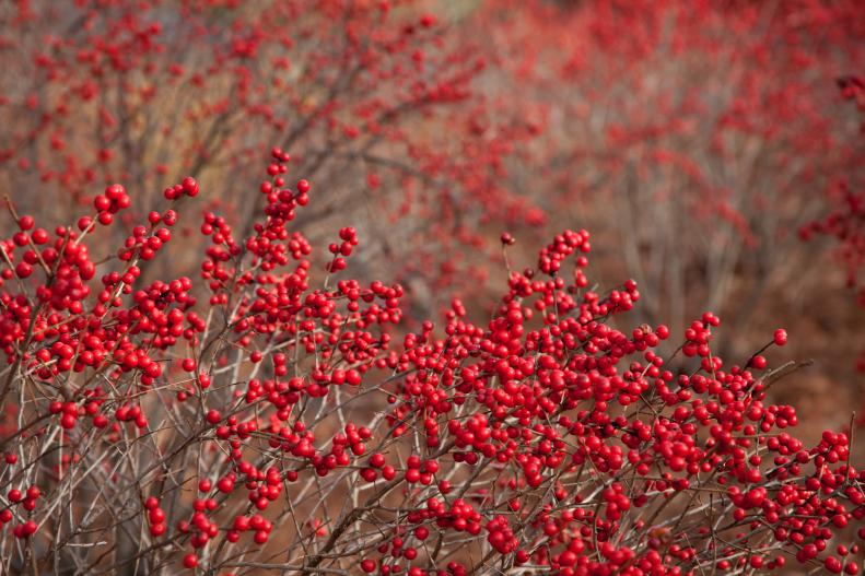 Celebrate the season with berried stems of winterberry. Look for varieties with red, pink or gold berries. Cut stems as soon as berries color. If you want stems for Christmas arrangements, cover bushes with bird netting to keep birds from nibbling ripe berries. Remove only one-third of stems from each bush annually. Wait two years to cut stems from newly planted hollies. Average vase life: 14 to 21 days.