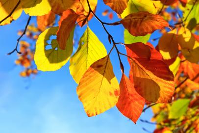 Fall Lawn Care Tips to 'Leaf' No Trace