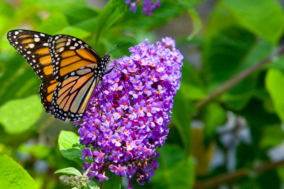 Select Flowers that Attract Butterflies