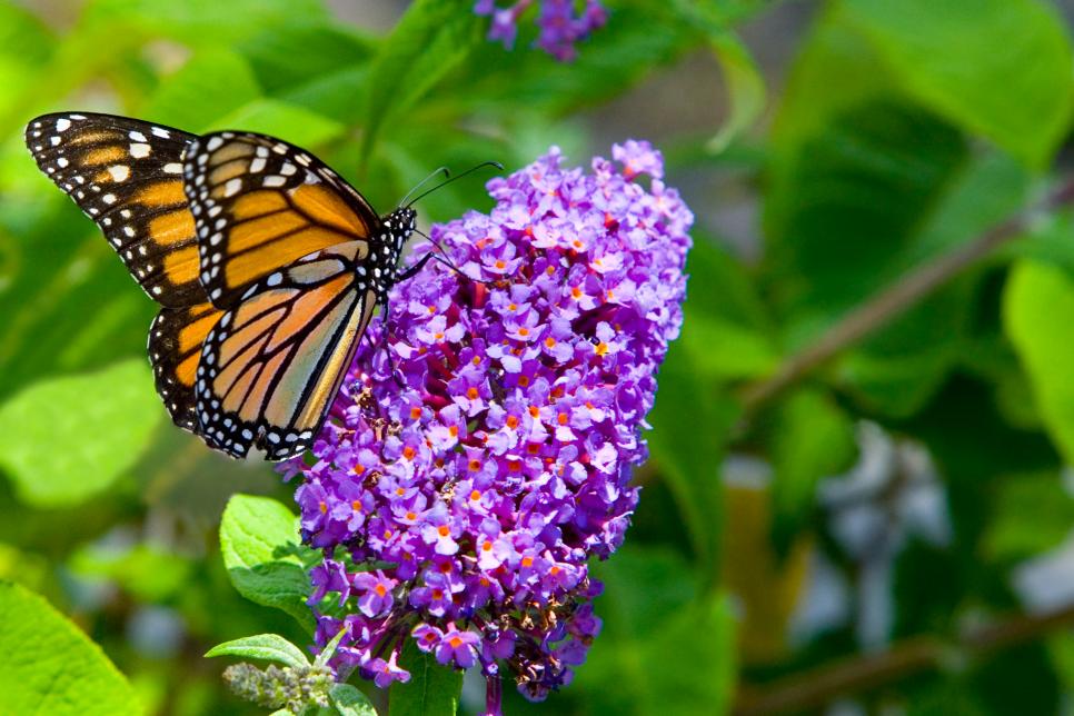 Download 26 Flowers And Plants That Attract Butterflies Hgtv