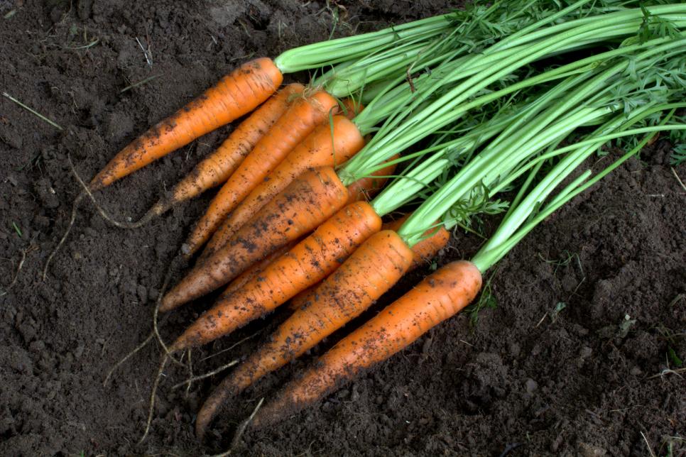 13 Healthiest Vegetables To Grow In Your Garden Hgtv
