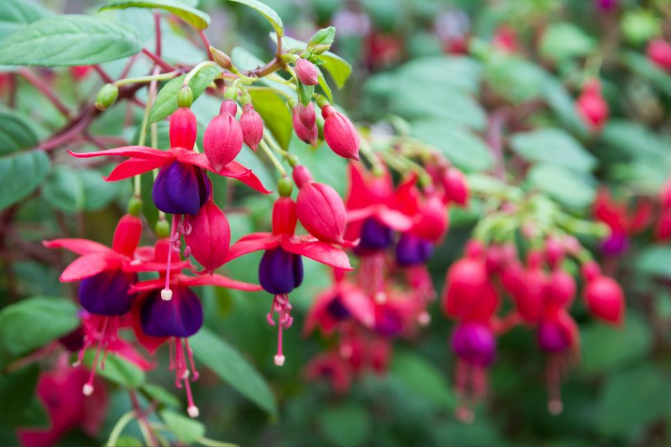 Fuchsia Flower Shade Loving Container Plants HGTV