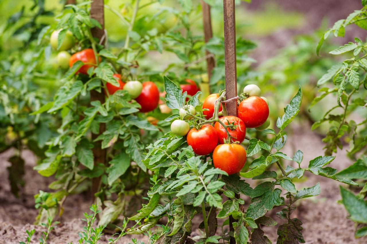 Gardening Quiz Time : Is tomato a fruit or a vegetable? 🍅 #gardening