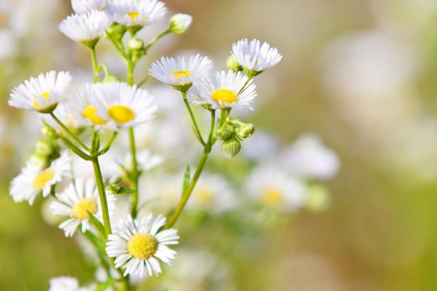 Annual Herbs to Grow in Your Herb Garden | HGTV