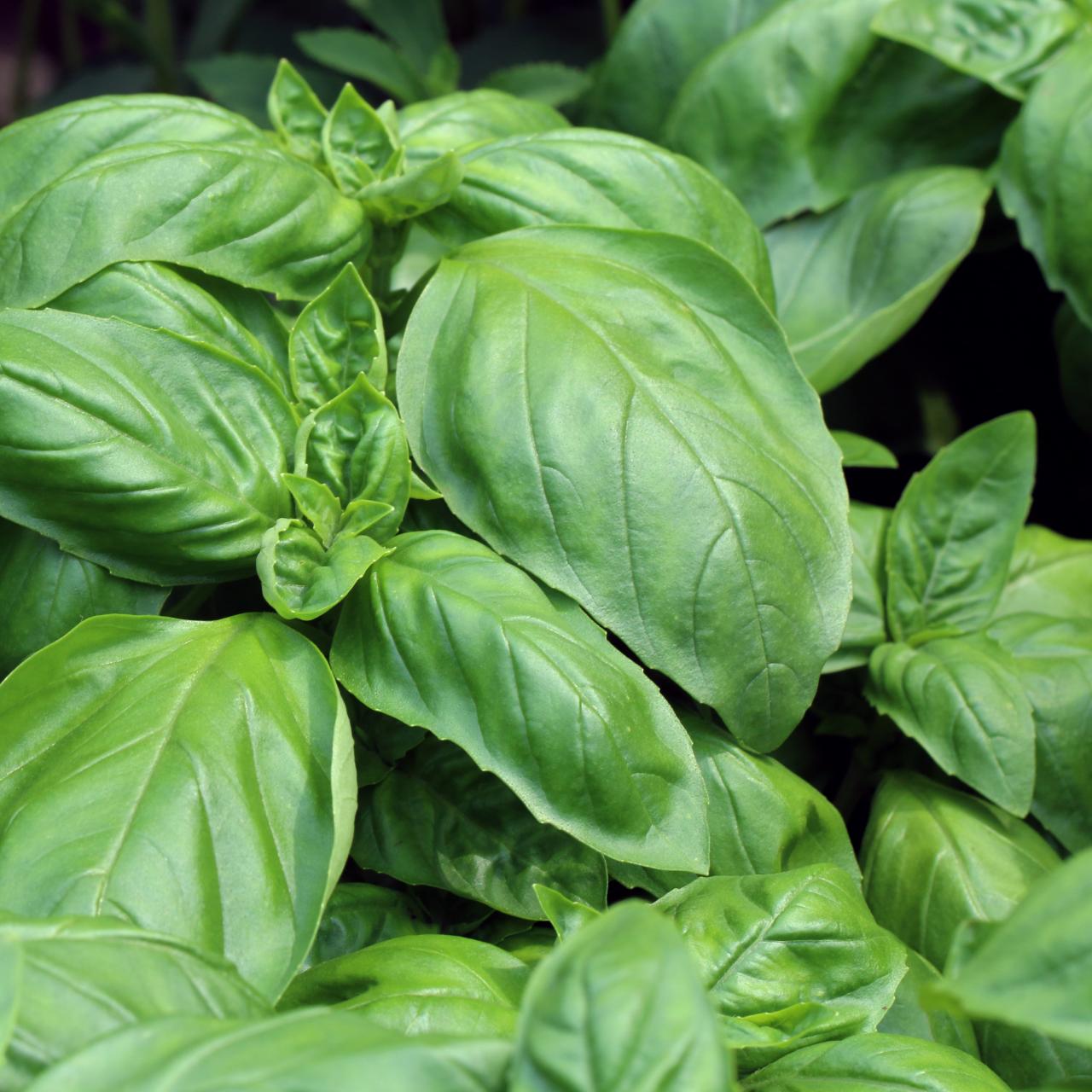 How to Grow and Harvest Basil HGTV