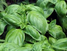 Learn how to grow and care for basil in your garden. Plus, get tips for harvesting, using and preserving fresh basil.