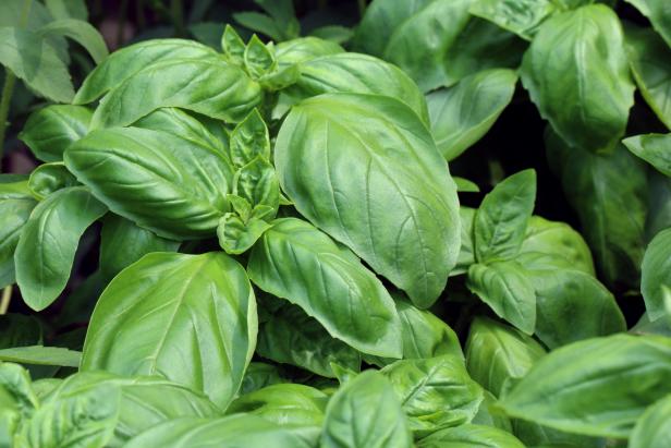 How to Grow and Harvest Basil | HGTV