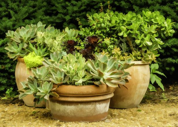 Shade-Loving Container Plants | HGTV