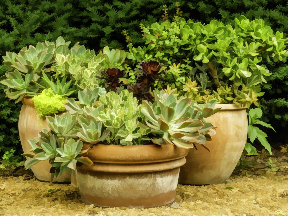 34 Shade Loving Container Plants, Potted Outdoor Plants