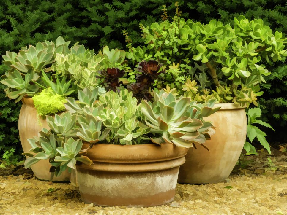 large potted plants for shade