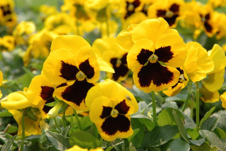 Close up of yellow pansies