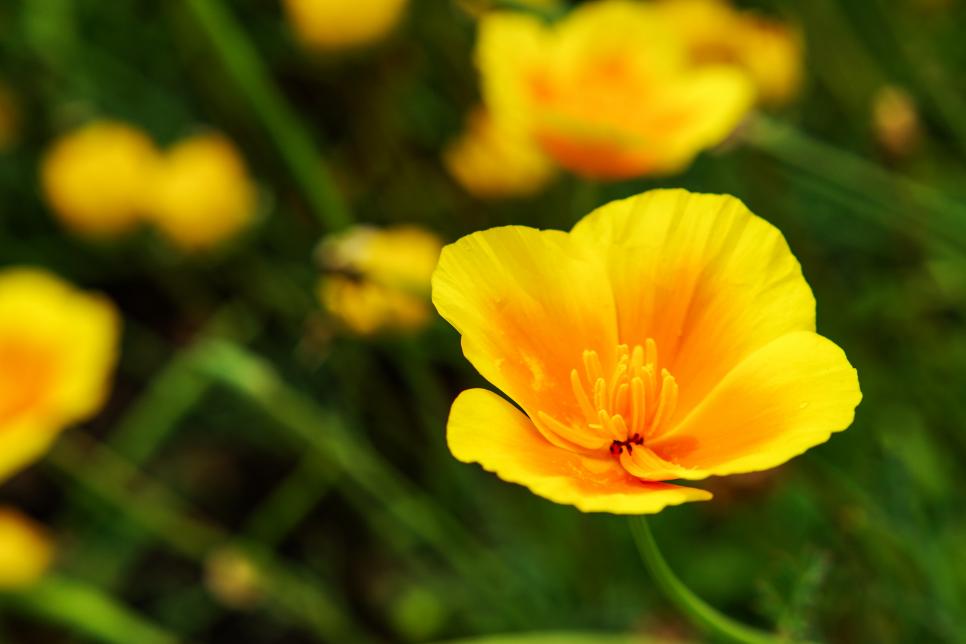 Best Yellow Annual Flowers for Your Garden HGTV