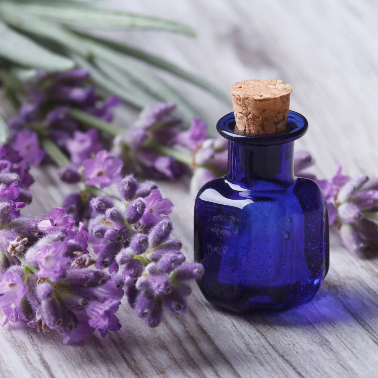 Making lavender oil discount