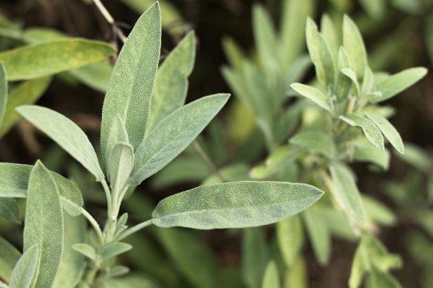 Sage is a classic perennial grown for the unique, pungent flavor and aroma that its gray-green leaves produce. It sends up a lavender flower spike in summer.