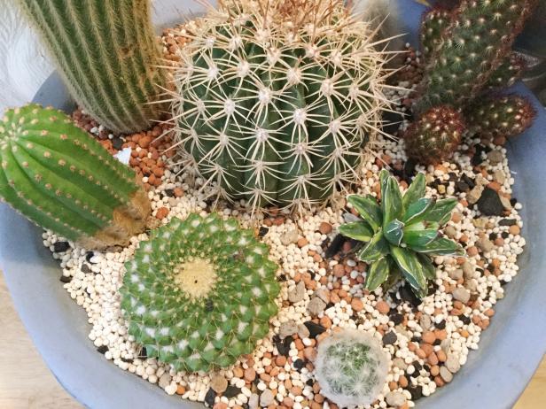 Ideal for a centrally-heated home, this group of cacti and succulents thrives in a warm, sunny environment.